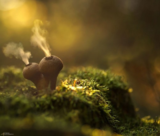 Немецкий фотограф Мартин Пфистер (Martin Pfister). Волшебный свет в лесу.