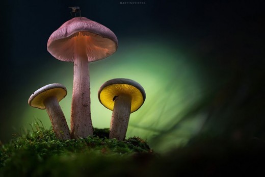 Светящиеся грибы на снимках Мартина Пфистера.