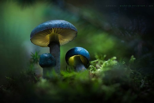 Немецкий фотограф Мартин Пфистер (Martin Pfister). В лесу.