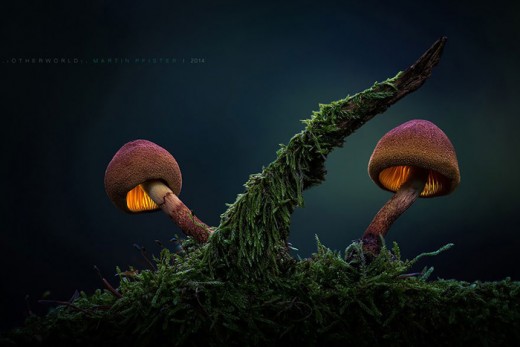 Немецкий фотограф Мартин Пфистер (Martin Pfister). Лесные грибы.