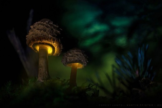 Светящиеся грибы на снимках Мартина Пфистера.