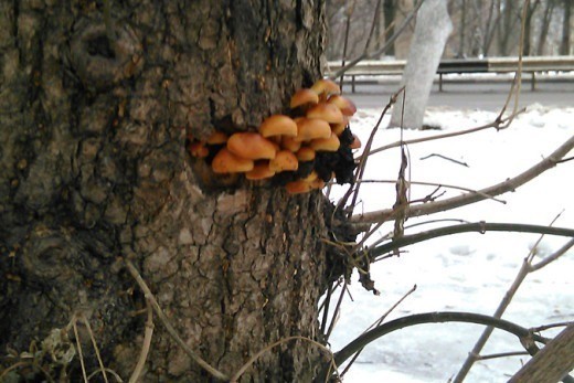 Александр Ионов из Химок - не грибник. Но выросшую на дереве у дома «семью» грибов сфотографировал и переслал снимки в «КП».