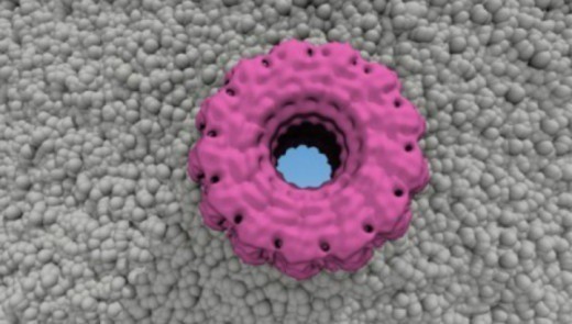 Молекулы белка плевротолизина собираются в кольцо и "прожигают" пору в мембране клетки жертвы гриба (иллюстрация Monash University).