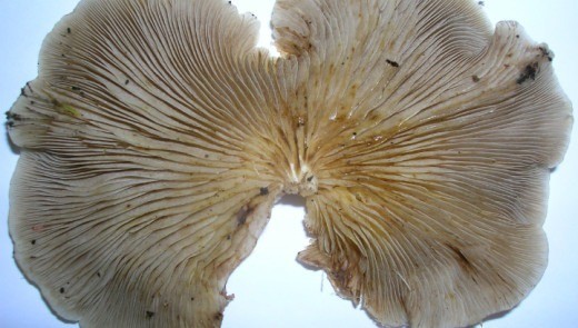 Так называемый устричный гриб (вёшенка обыкновенная) является хищным грибом. Он ловит и переваривает червей-нематод, таким образом насыщая организм азотом. Фото Rosser1954 Roger Griffith/Wikimedia Сommons).
