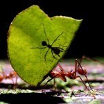 Ученые нашли муравьиные туалеты