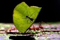Немецкие биологи впервые обнаружили, в каких участках муравейника насекомые оставляют свои экскременты и почему они не выбрасывают их вместе с другими отходами. 