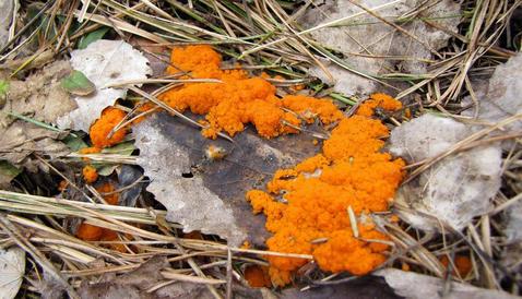 На Куршской косе в Калининградской области впервые обнаружили так называемый "аммиачный" гриб или официально – биссонектрия наземная.