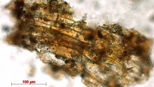 Растительный фрагмент, обнаруженный в зубном камне Красной леди Эль-Мирона. (фото MPI f. Evolutionary Anthropology/R. Power).