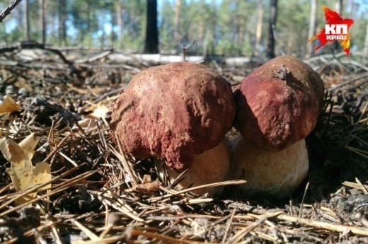 В районе Сыктывкара появились первые грибы. Теплая погода и обильные дожди этому способствовали.