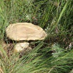 В Омской области пошли аномальные грибы