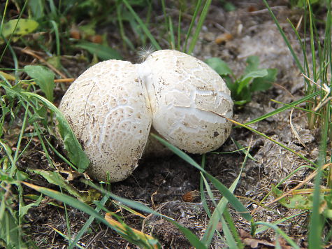 В Омской области пошли аномальные грибы
