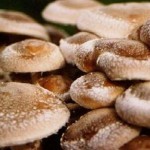 В Пензенской области китайцы будут выращивать грибы шиитаке