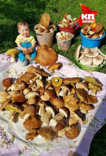 Семья из Уфы собрала в Башкирии гигантские грибы