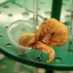 Новые формы грибов-лисичек найдены на Командорских островах