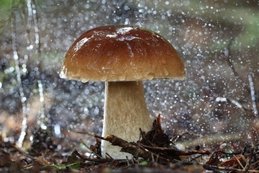 Говоря «как грибы после дождя», мы даже не сомневаемся в том, что именно осадки приносят удачу на «тихой охоте». Но все не так просто: по мнению биологов из Университета Майами, грибы сами могут вызвать ливень.