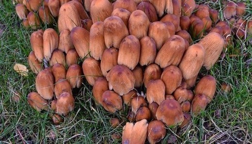 Это навозник — гриб, который растёт на остатках древесины. Эти грибы плодоносят всё лето и до поздней осени, когда у нас уже бывают заморозки.