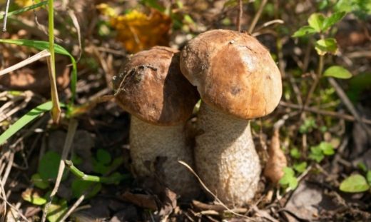 Из-за теплой зимы и недостатка влаги мы не можем рассчитывать на хороший урожай грибов, прогнозирует глава Ассоциации предпринимателей, занимающихся грибами и ягодами Виргиниюс Варанавичюс.
