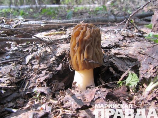 Самые нетерпеливые любители тихой охоты в Марий Эл уже открыли грибной сезон. Как обычно, первыми трофеями стали сморчки и строчки.
