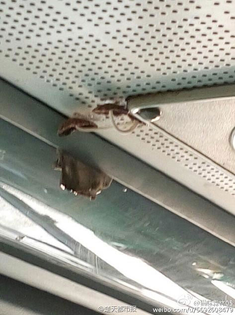 Недавно в городе Ухань, во время поездки на автобусе номер 413, пассажиры заметили на крыше транспортного средства несколько крупных грибов.