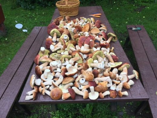 В Московских, Ленинградских, Калужских и Мурманских лесах появились первые грибы. Может быть, нижегородцам тоже пора в лес?