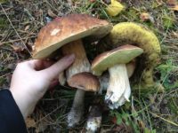 В лесах под Петербургом пошли грибы