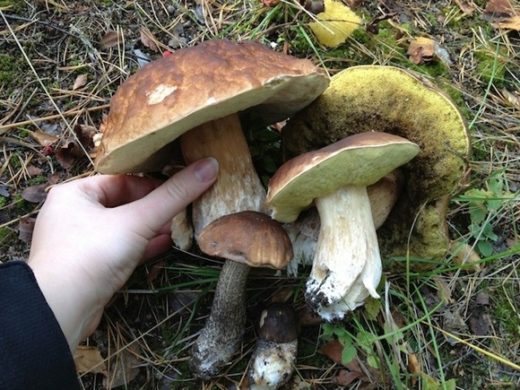 В лесах под Петербургом стали появляться грибы, сообщили в микологическом обществе Северной столицы.