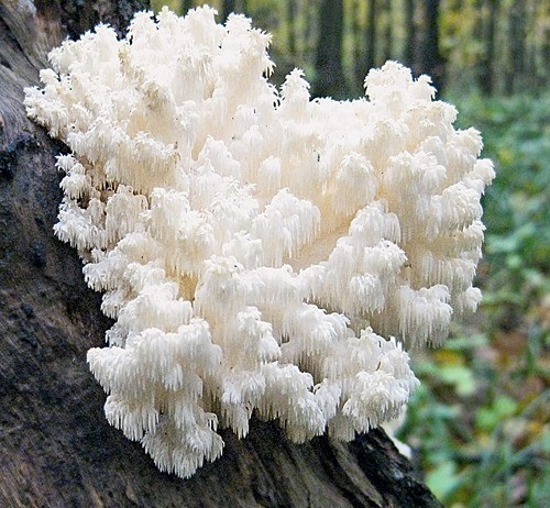 Ежовик коралловидный Hydnum coralloides