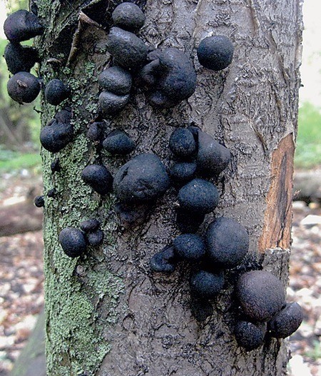 Многие грибники ошибочно принимают за трутовик дальдинию концентрическую. Встречается этот гриб на сухостое или отмирающей древесине лиственных пород, преимущественно на стволах ив, ясеней, ольхи, молодых берёз.