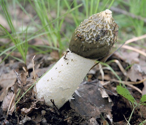 Когда среди заядлых грибников заходит разговор о необычных грибах, то чаще всего упоминают весёлку обыкновенную. В наших лесах нет ей равных как по внешнему виду, так и по «умопомрачительному аромату».
