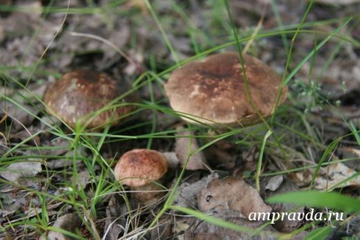 Сезон тихой охоты в Амурской области начался гораздо раньше срока: обычно первые грибы появляются в начале июля.