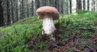 Миколог: грибной сезон начнется к концу июня