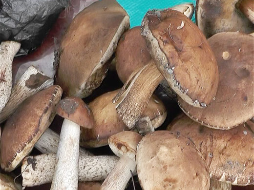 Дожди принесли первый грибной урожай. Поклонники тихой охоты отправились в лес за подберезовиками, коровниками и белыми грибами, сообщает корреспондент ГТРК "Южный Урал"