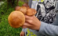 Сезон открыт: в лесах Ленобласти появились первые грибы