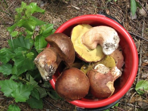 Все грибы Геннадий Шунаев делит на благородные и неблагородные. Он собирает белые грибы, опята, а волнушки, свинушки, лисички игнорирует.