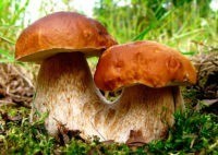 В Чехии начался полноценный грибной сезон