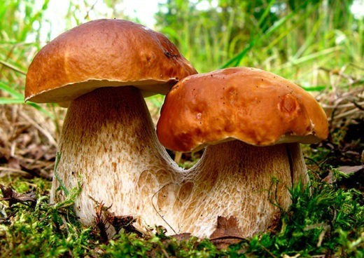 В Чехии начался полноценный грибной сезон. В настоящее время в лесах страны растут практически все популярные виды грибов, в частности, боровики, подберезовики, белые грибы, сыроежки, шампиньоны, серо-розовый мухомор. 