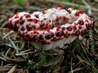 Смертельно опасный гриб нашли в карельских лесах