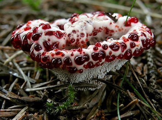 Смертельно опасный гриб нашли в карельских лесах
