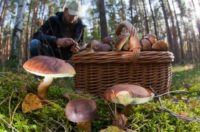 Во Владимирской области появились грибы