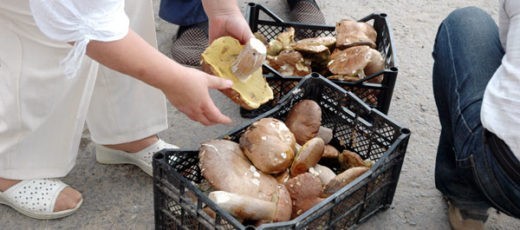 Обильные дожди, прошедшие в Нижегородской области, способствовали появлению грибов. И уже вдоль трасс можно видеть вездесущих бабушек с корзинами лесных даров на продажу.