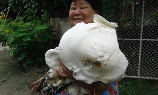 Гриб Tricholoma crussum, в Тайланде его называют Хед Джан, признан самым большим в этом грибном сезоне.