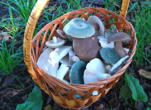 В этом году урожай грибов превышает прошлогодний вдвое. Например, в Яковлевском районе грибники за два часа похода собрали 9 ведер белых грибов вперемешку с обабками.