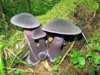 В национальном парке «Таганай» начался грибной сезон, посетителей ждут 300 видов грибов