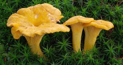 За сбор лисичек на Кольском полуострове грозит штраф, потому что они являются редкими грибами и занесены в Красную книгу Мурманской области