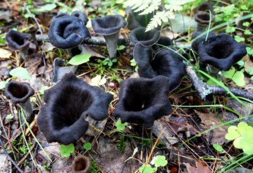В национальном парке «Шушенский бор» выросли необычные грибы – вороночник рожковидный (лат. Craterellus cornucopioides) из рода вороночников семейства лисичковых