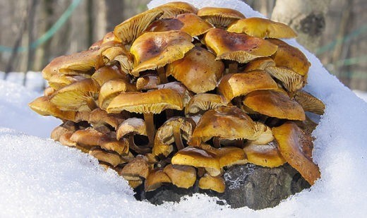 Зимние опята и другие грибы семейства рядовок очень вкусны в маринованном и жареном виде.