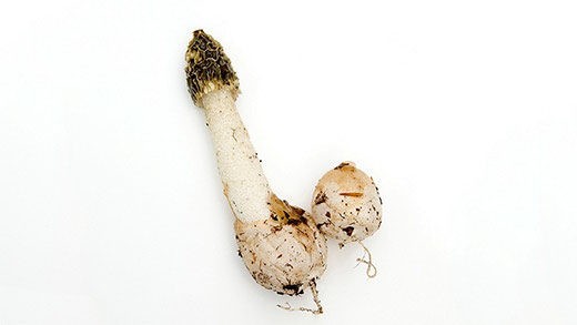 Время сбора сырых грибов давно прошло — пора откупоривать закатанные. В этом выпуске Светлана Кесоян "Тайноядения" рассказывает про странные экземпляры: грибы со вкусом оливок и такие, на которые неудобно смотреть — не то что щупать и есть.
