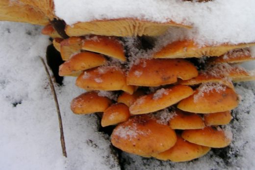 Зимой в новгородских лесах можно найти несколько видов грибов: опенок зимний, ложноопенок серопластинчатый и вешенка.