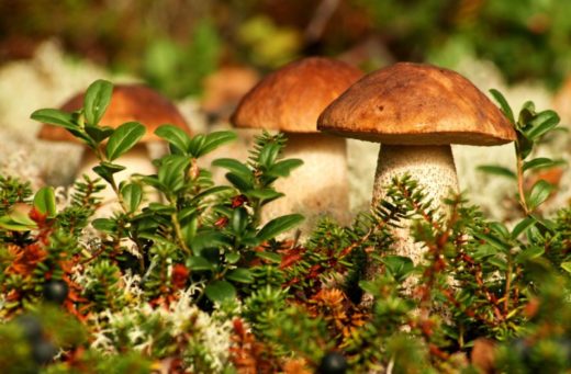 Ученые Университета Майами провели новое исследование, которое показало, что грибы могут "путешествовать" с дождем.