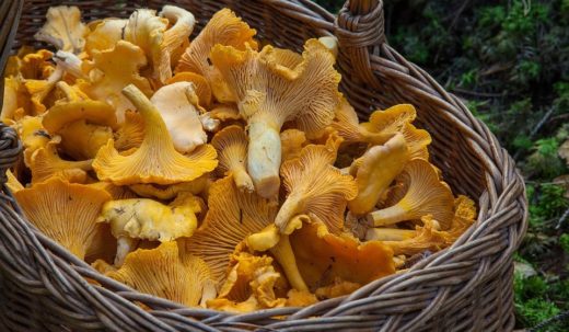 В Министерстве лесного хозяйства Беларуси рассказали, кто должен платить налог за сбор грибов и ягод